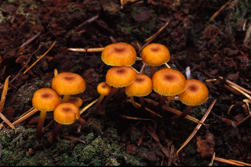 Mushroom, 33