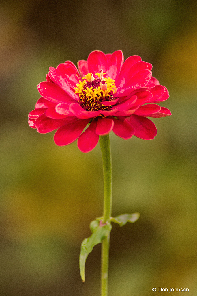 Wonderful Dahlia 10-24-21 085