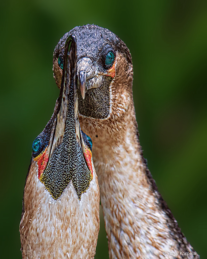 White-breasted Cormorant Courtship Display