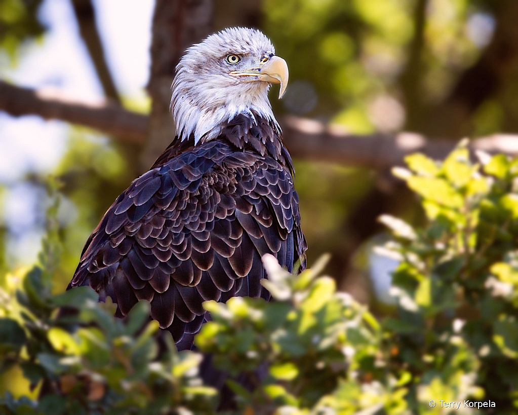 Bald Eagle