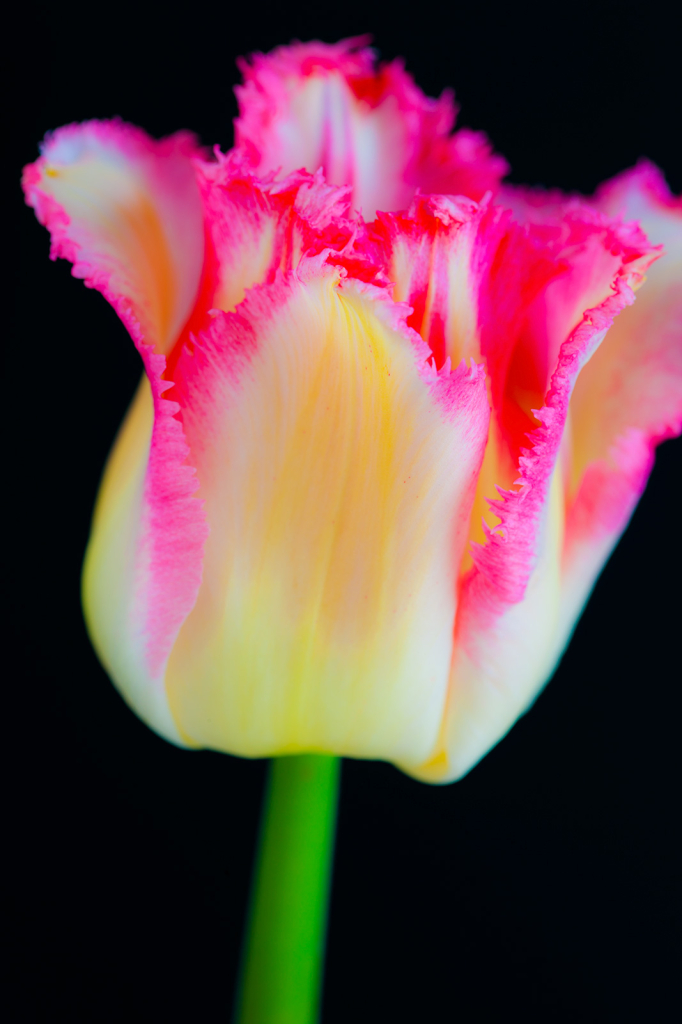 Tulip, img__001-27