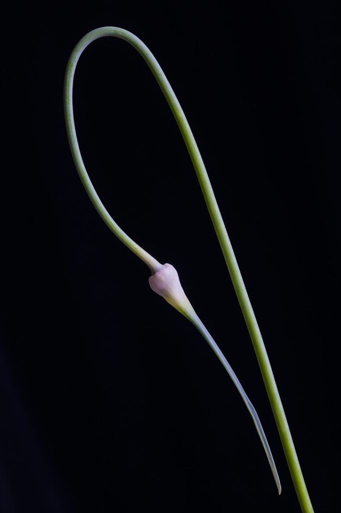 Garlic plant1, img__0001-4Ar11