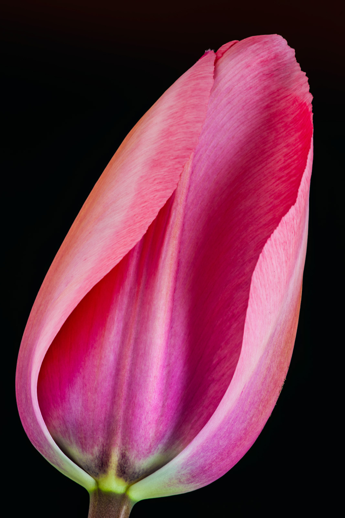 Tulip, img__0001-16