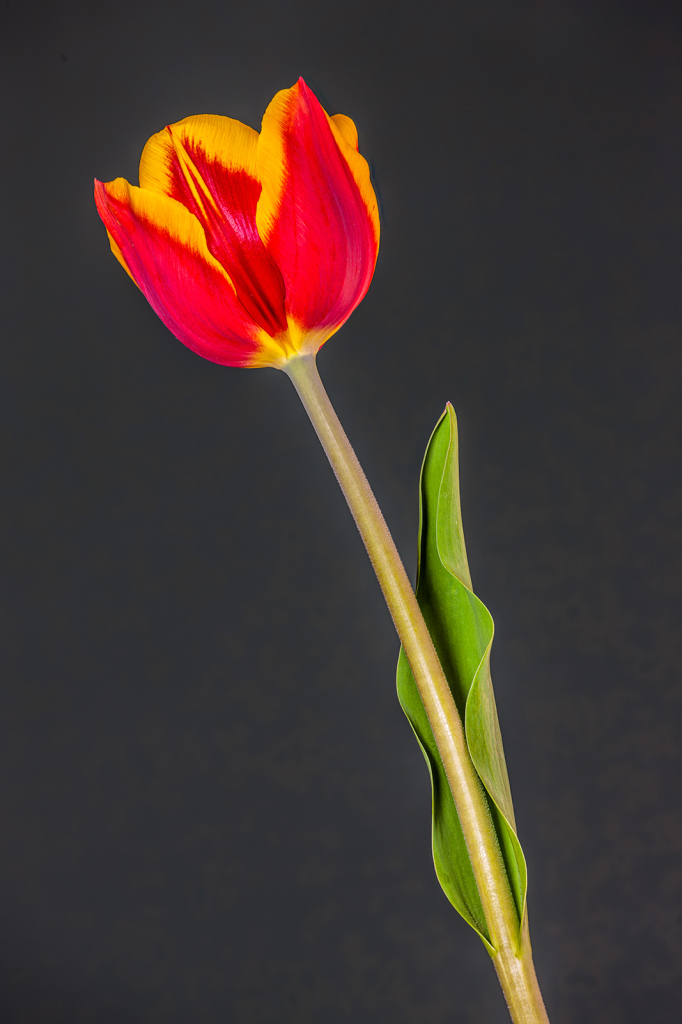 Tulip, img__0001-7B