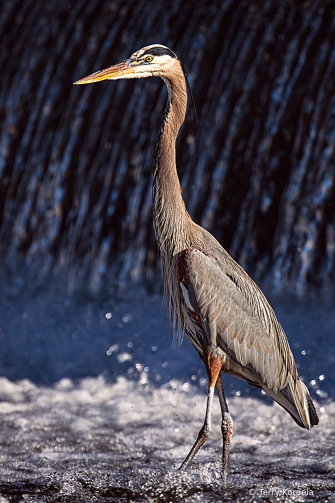 Great Blue Heron Under a Small Waterfall