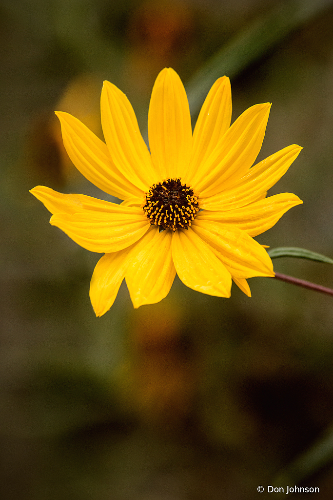 Maximilian Sunflower 10-24-21 073