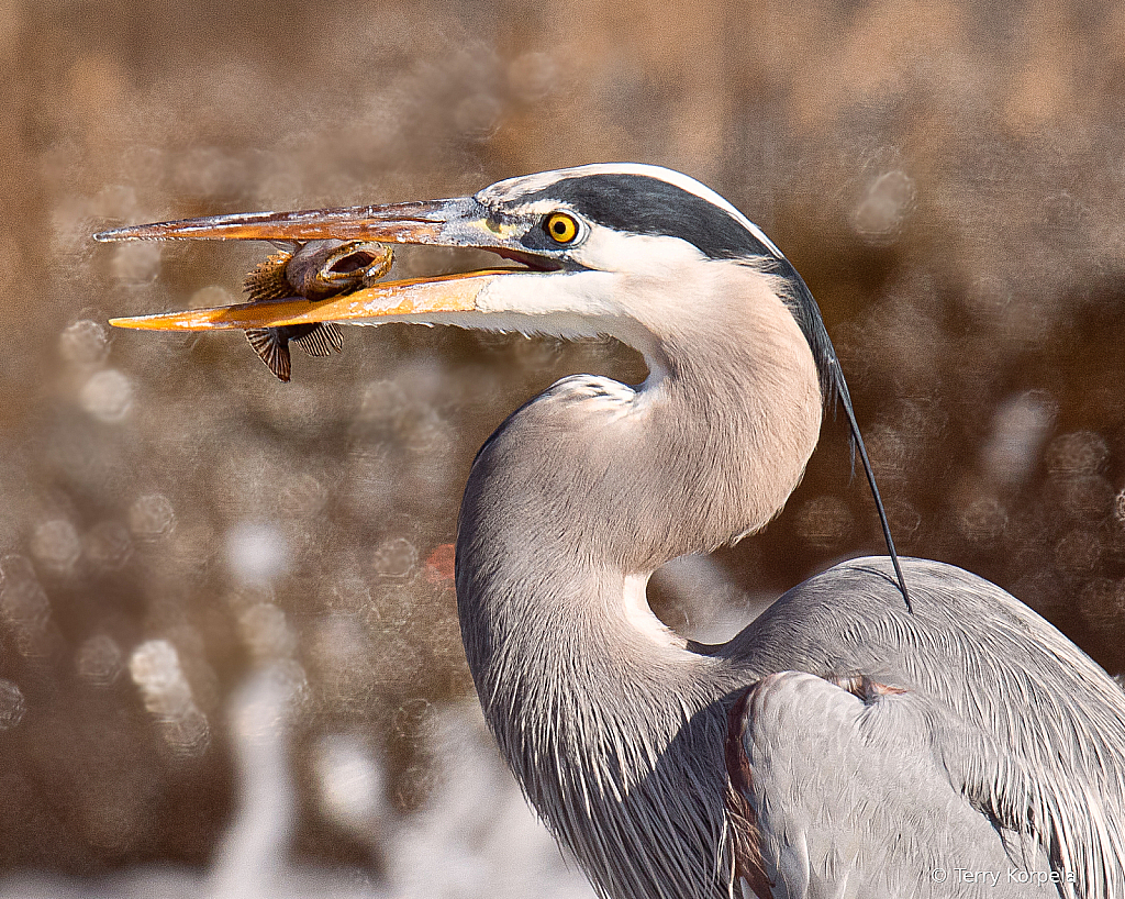 Perch for a Great Blue Heron!