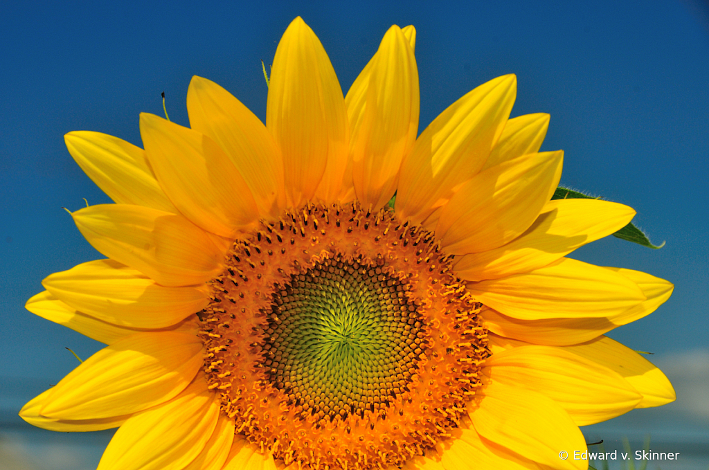 Solo Sunflower 5