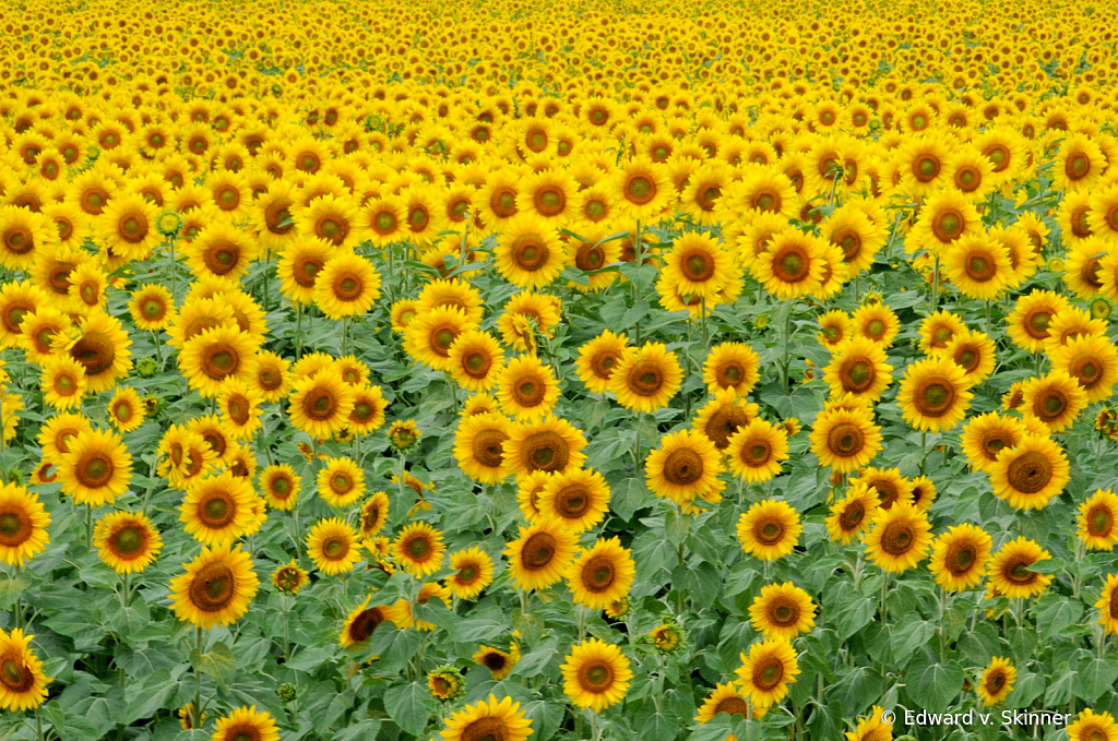 Field of Sunflowers 4