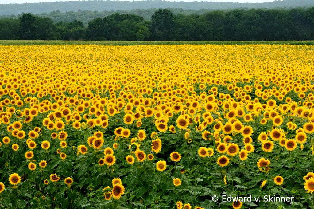 Field of Sunflowers 5