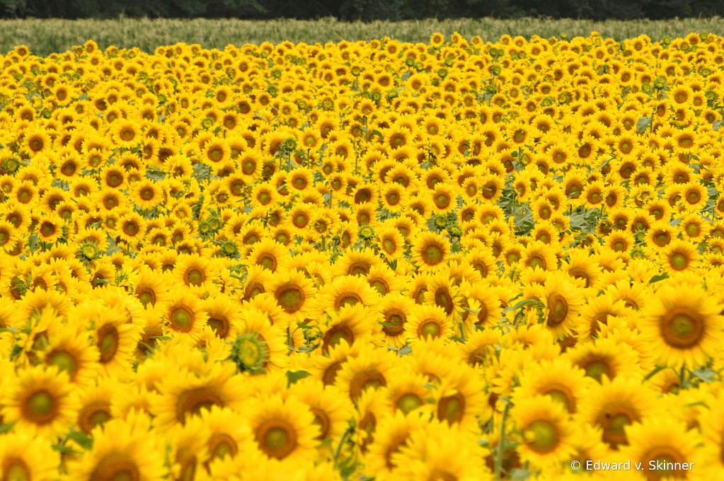 Field of Sunflowers 3