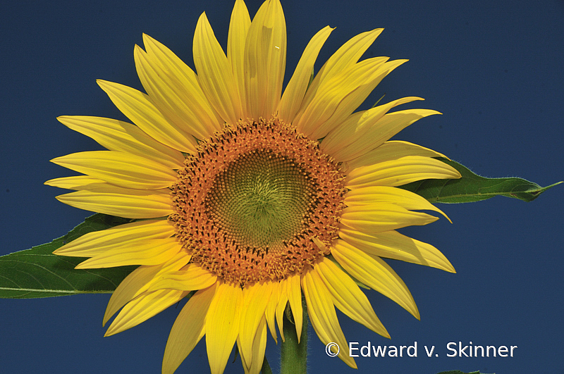 Solo Sunflower 4