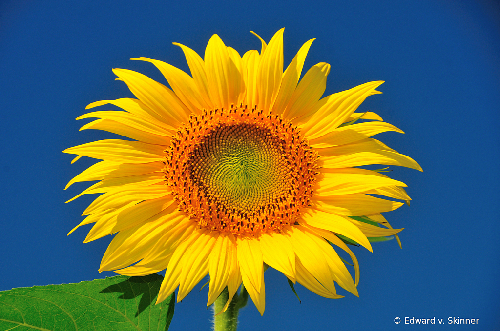 Solo Sunflower 3