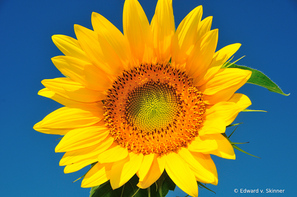 Solo Sunflower 2
