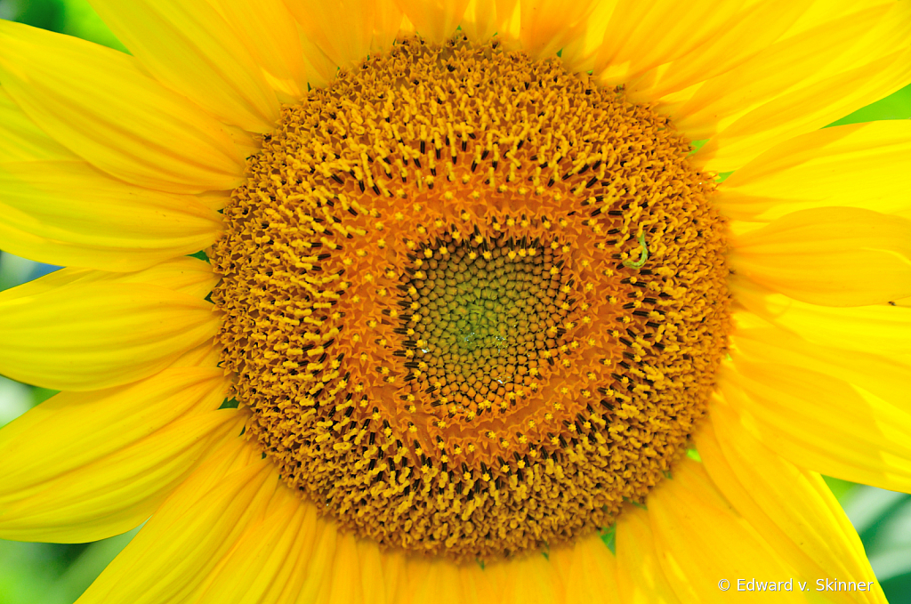 Solo sunflower
