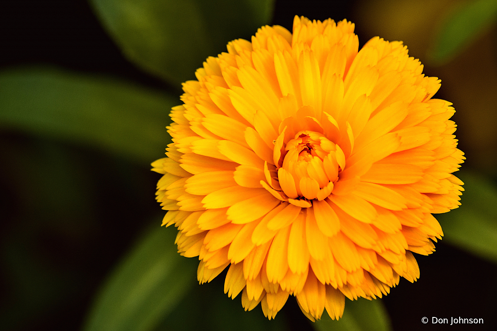 Early Fall Mum 8-30-20 162