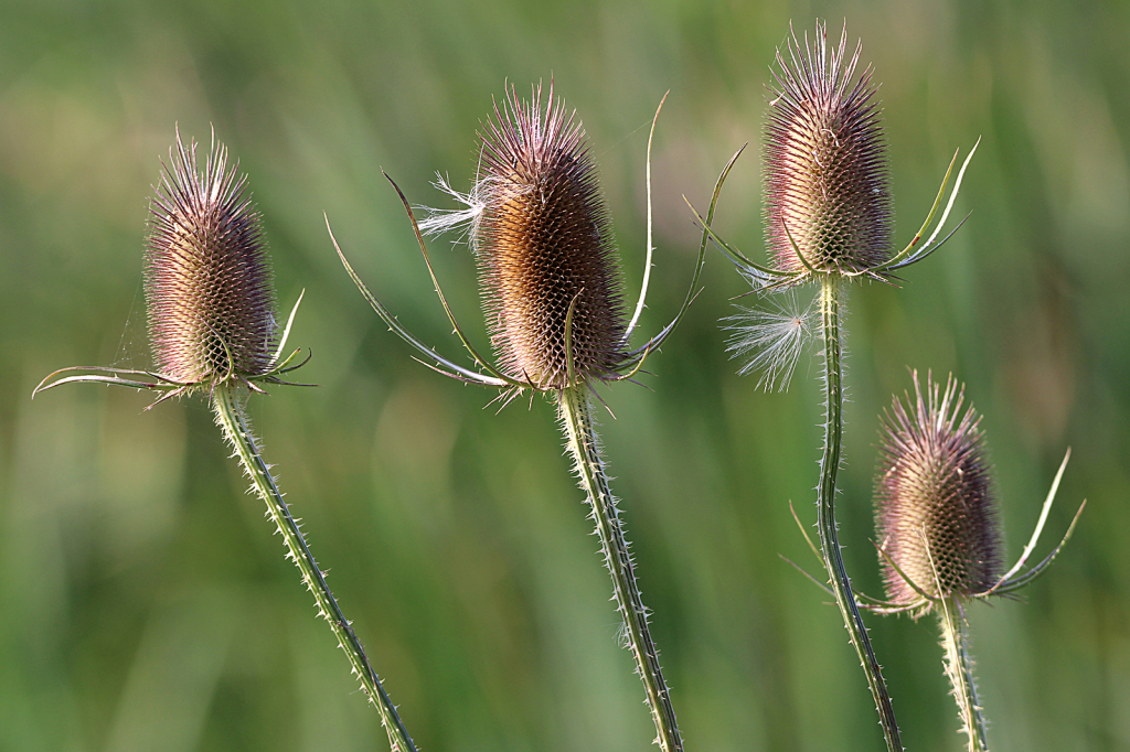 Teasel