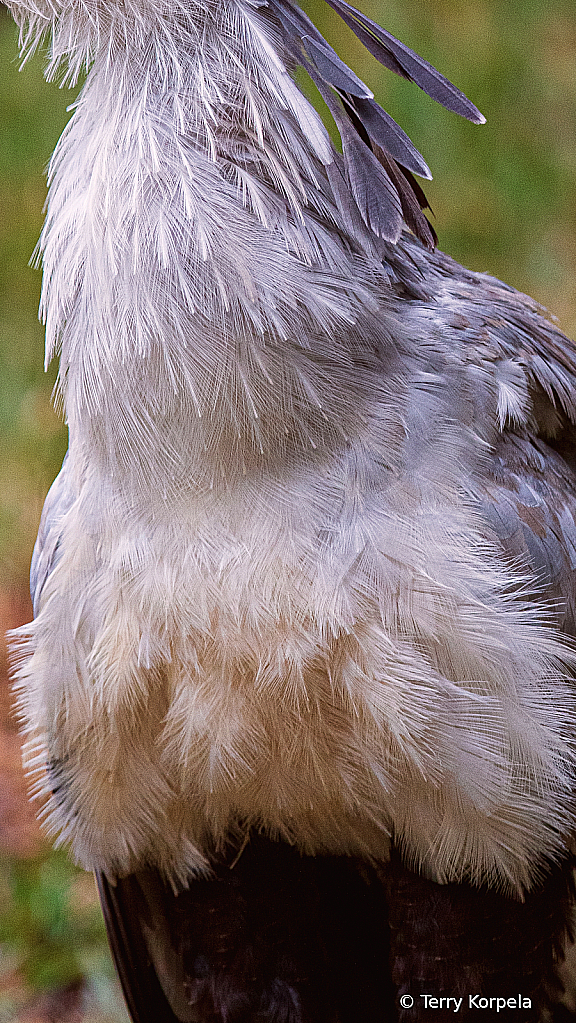 Chest of a Secretary Bird