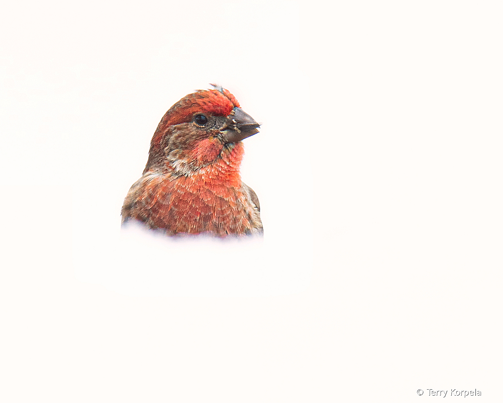 House Finch in the Snow