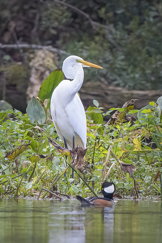 Egret and Merganser
