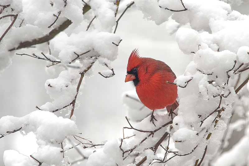 Red Bird 2