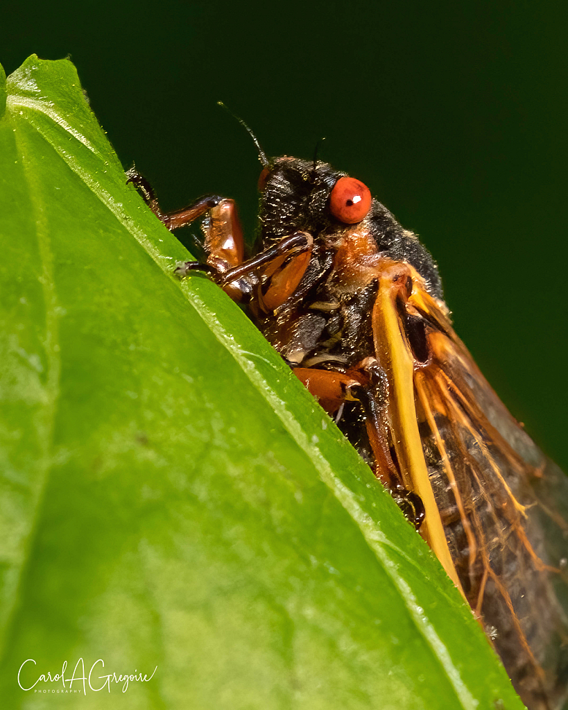 Cicada Time