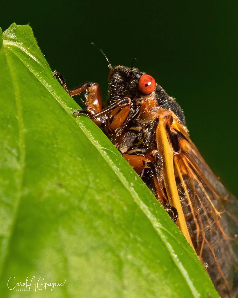 Cicada Time