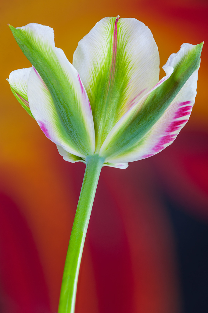Tulip, img__001-18Br15