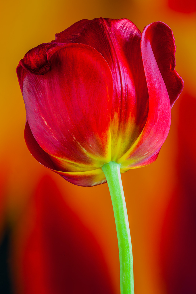 Tulip, img__001-20Br15