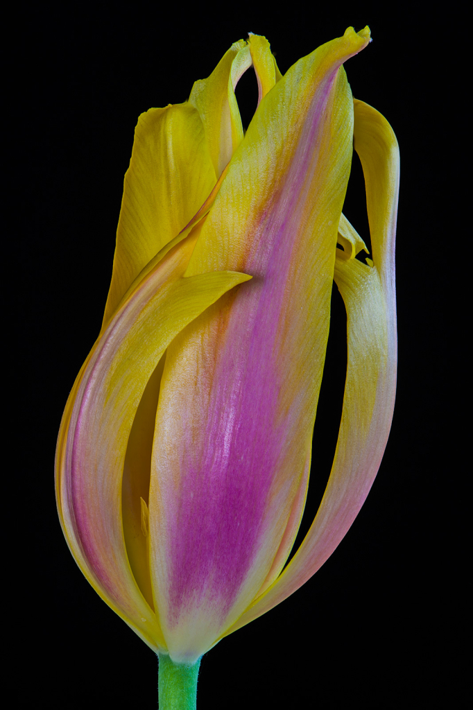 Tulip, img__001-24Br15
