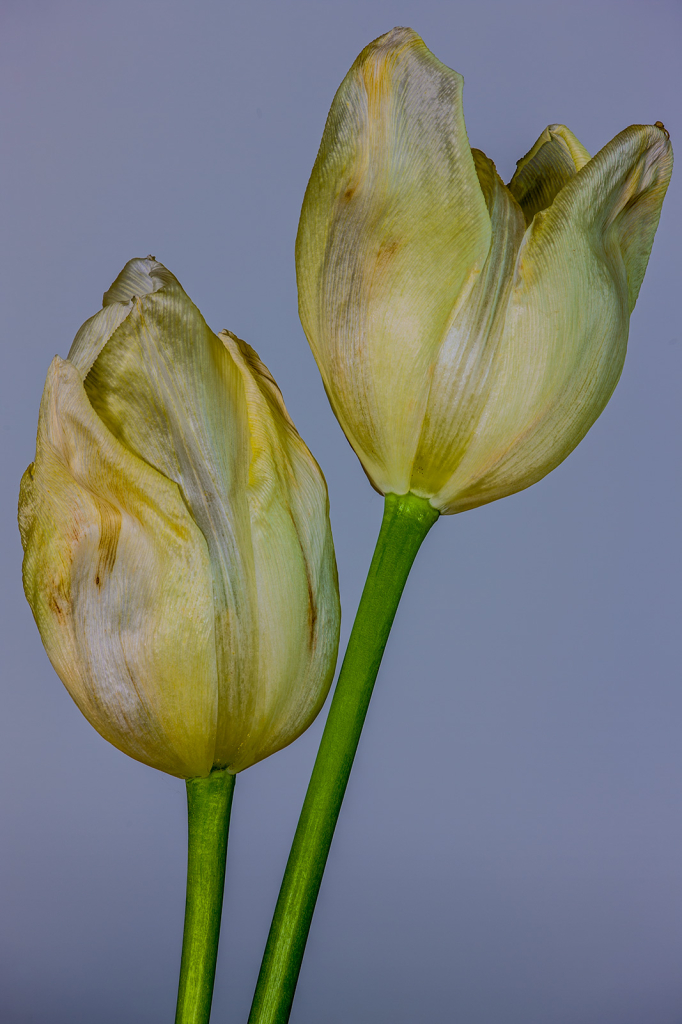 Tulips, img__001-15Br15
