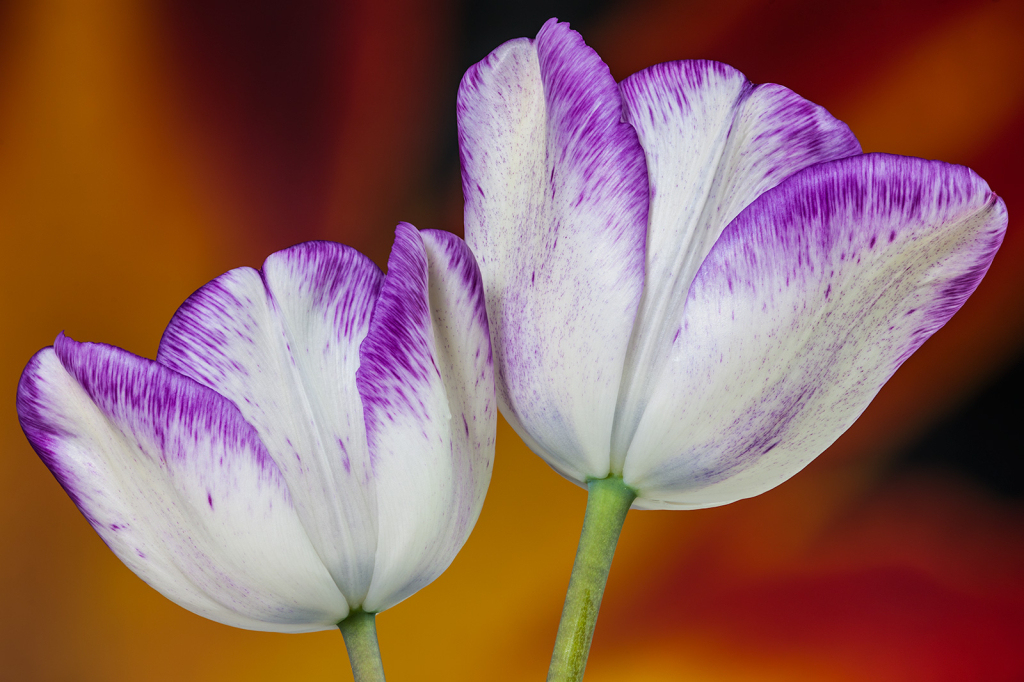Tulips, img__001-16Br15