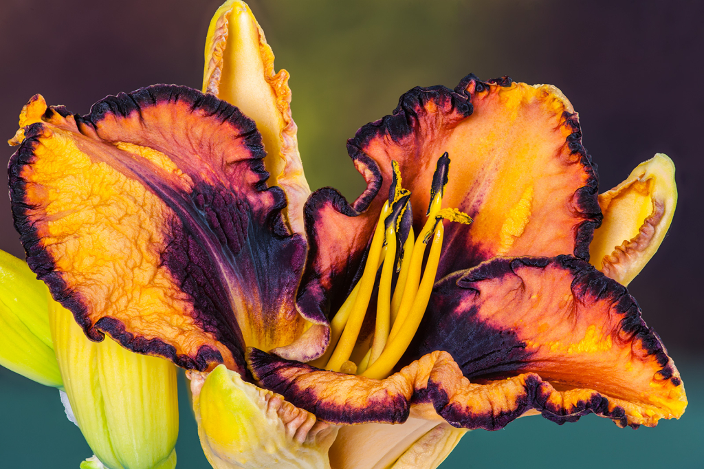 Lily, img__001-36Br15