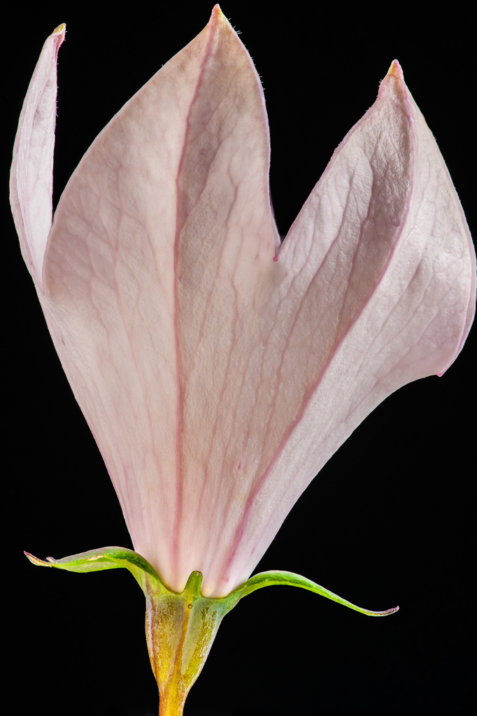 Flower, img__0001-30Br15