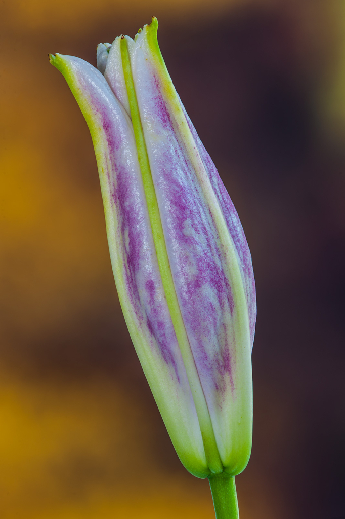 Flower, img__001-12Br15