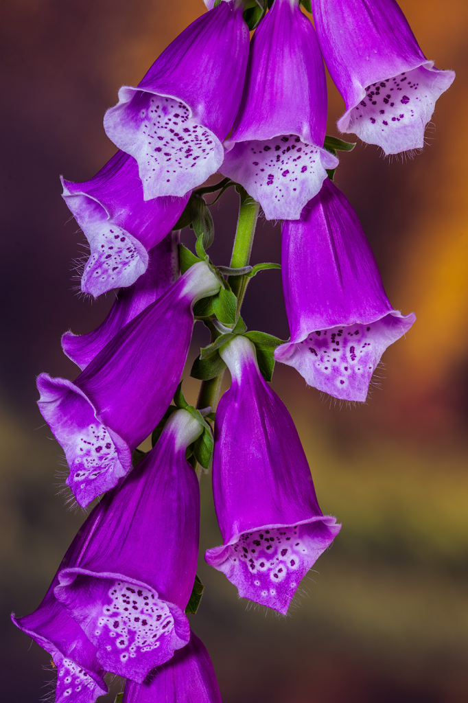 Flower, img__001-13Br15