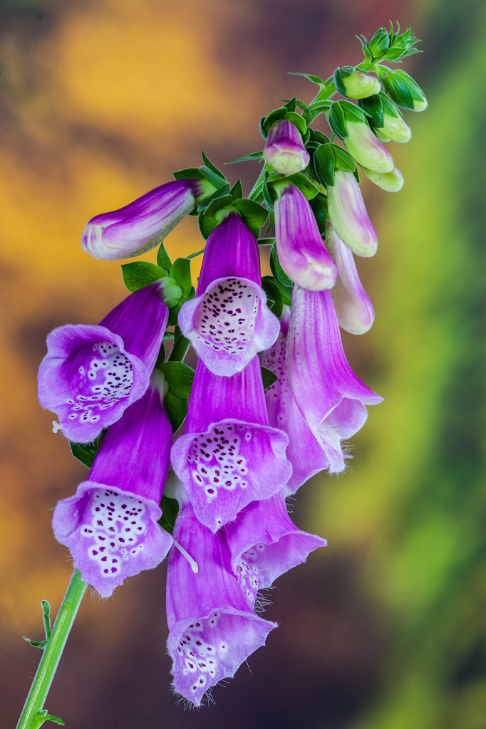 Flower, img__001-14Br15