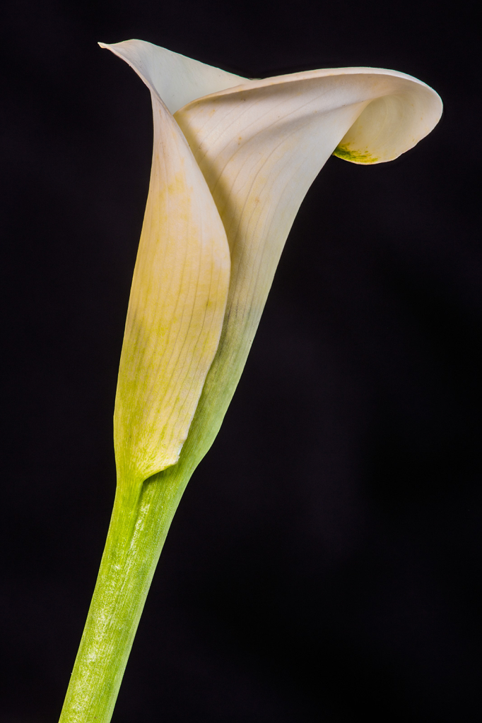 Lily, img__001-16Br15