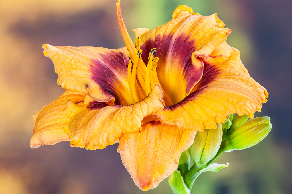 Lily, img__001-18Br15
