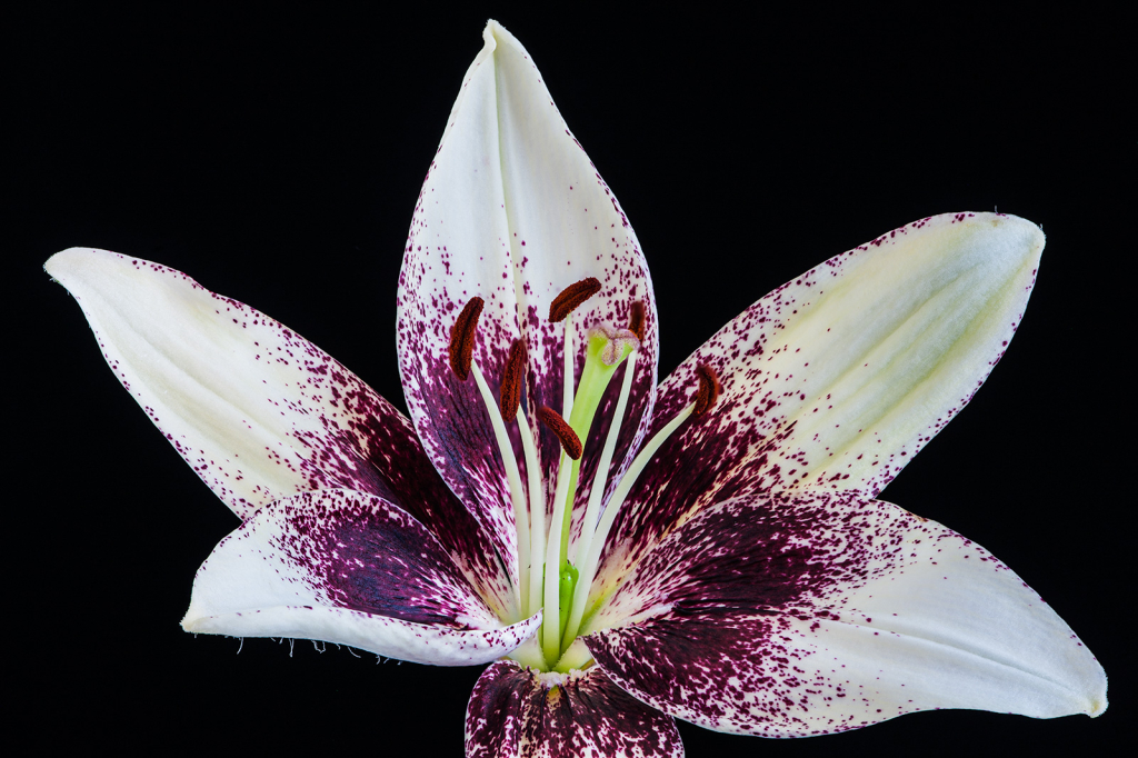 Flower, img__001-20Br15