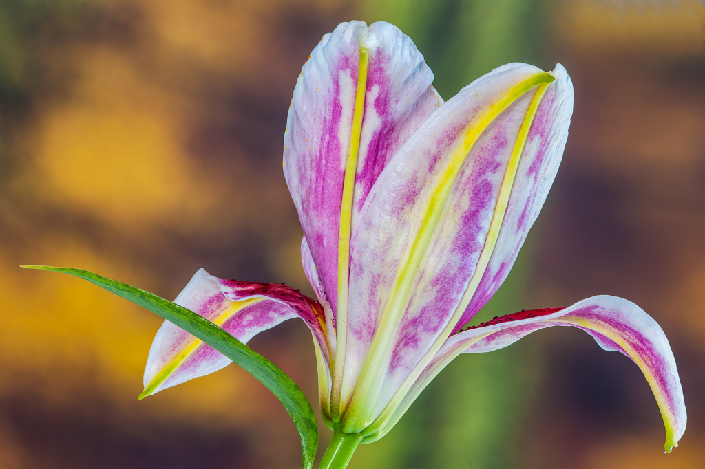 Flower, img__001-20Br15b