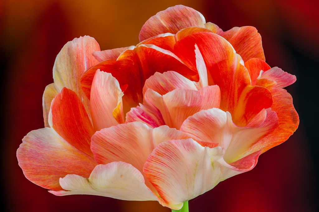 Flower, img__001-20Br15c