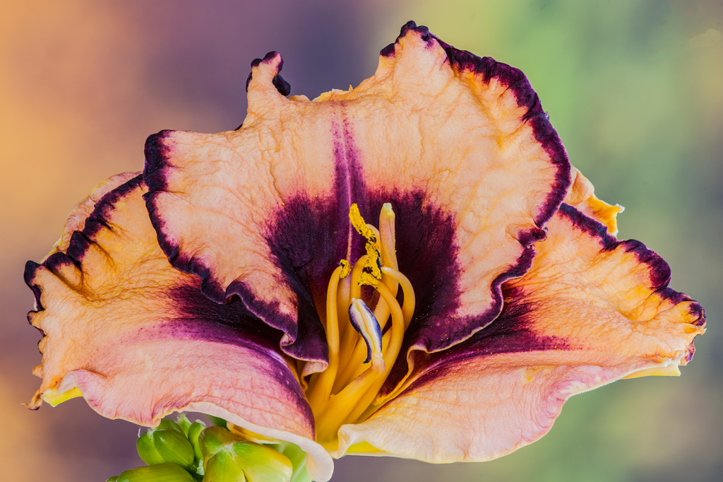 Lily, img__001-21Br15