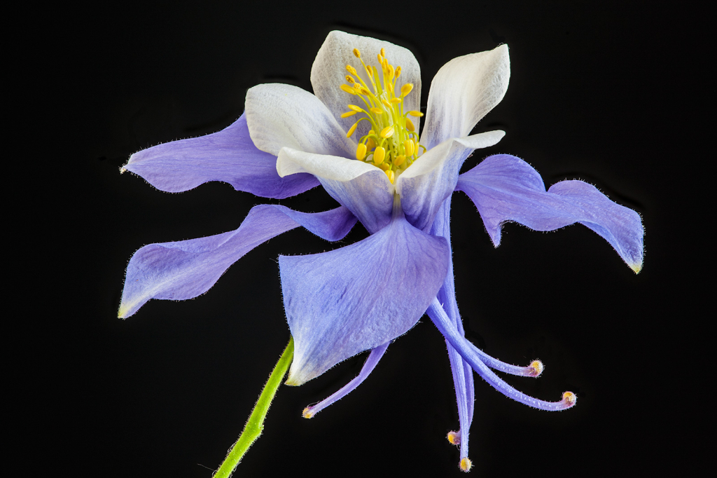 Flower, img__001-22Br15