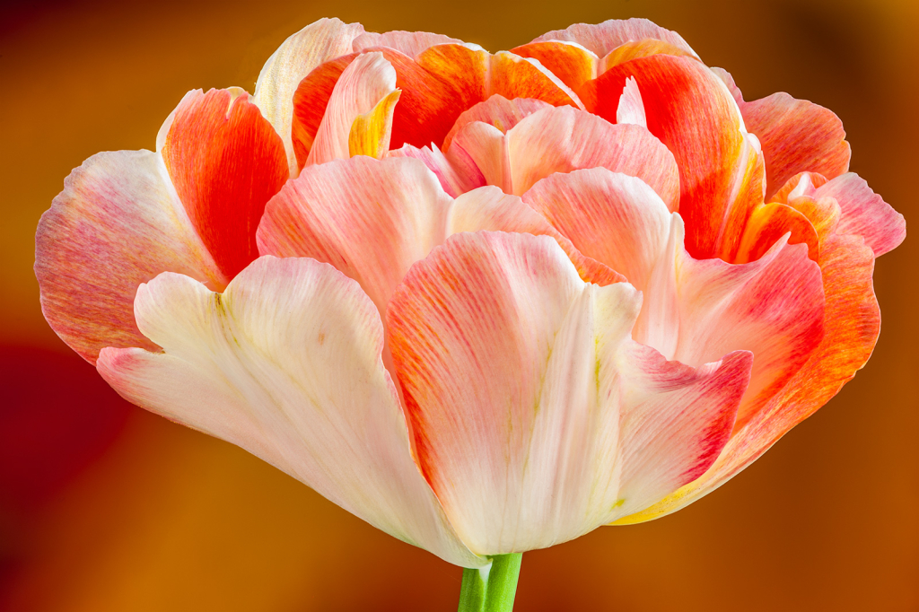 Flower, img__001-24Br15