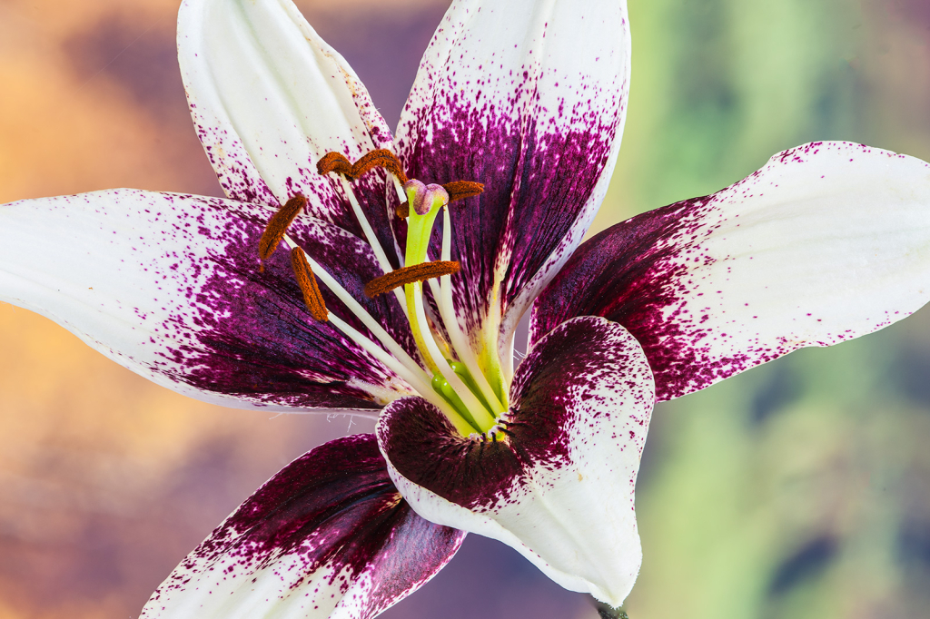 Flower, img__001-26Br15