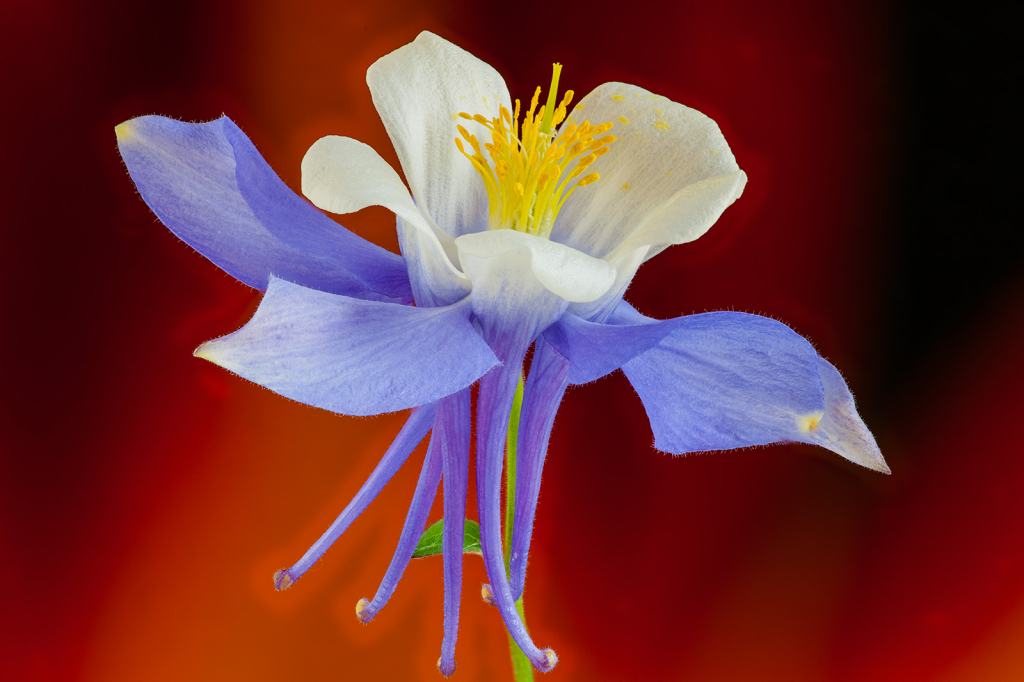 Flower, img__001-31Br15