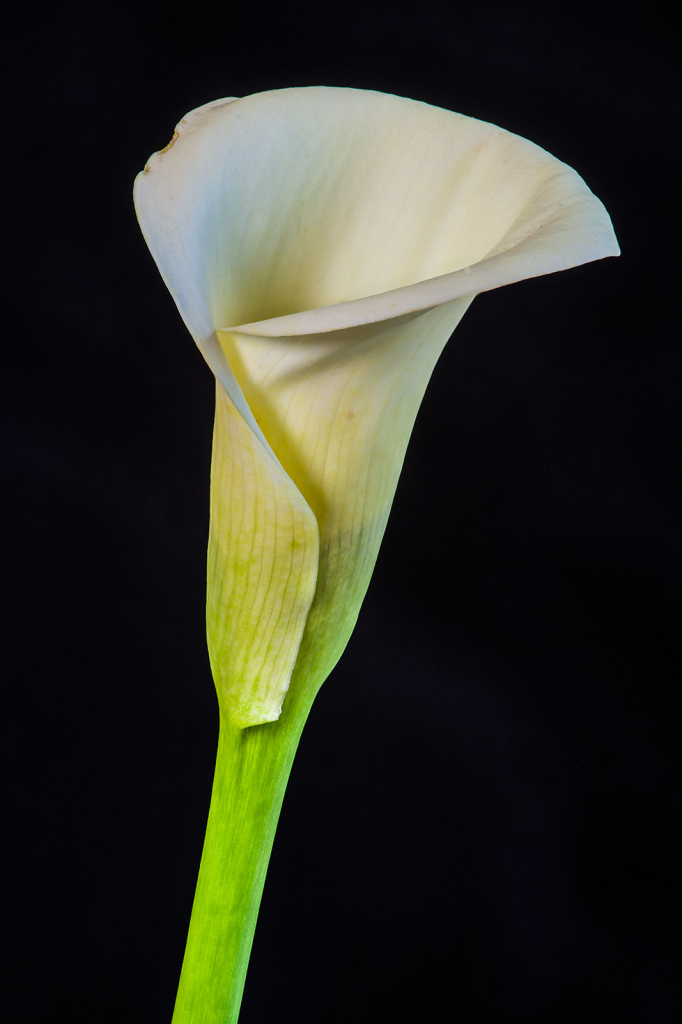 Lily, img__001-32Br15