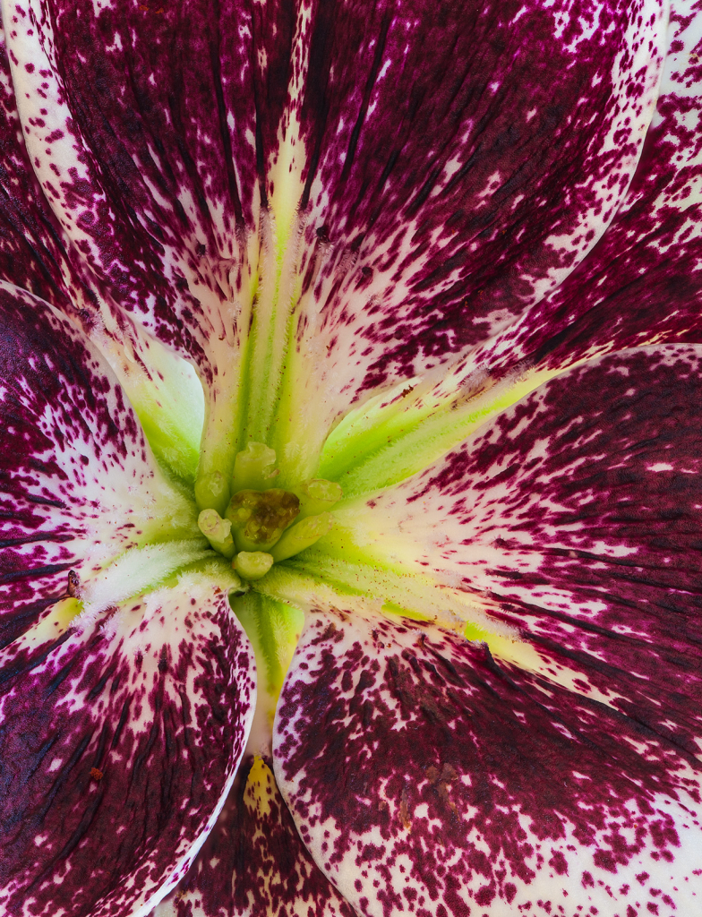 Flower, img__001-33bR15