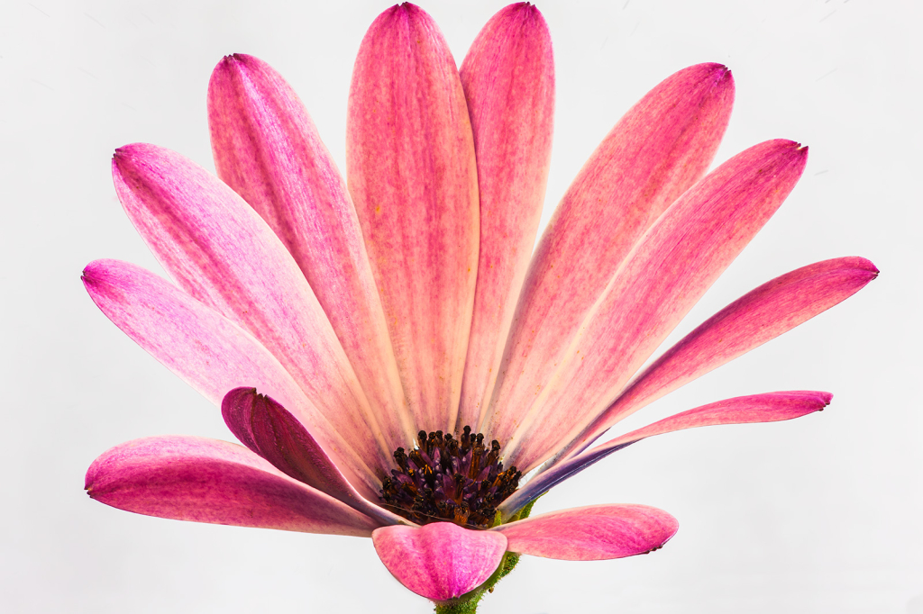 Flower, img__001-35Br15